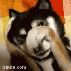 Black And White Dog Covering Face With Paw GIF