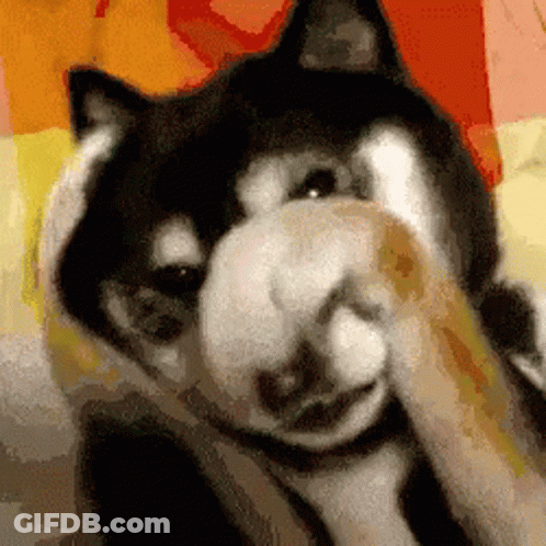 Black And White Dog Covering Face With Paws GIF