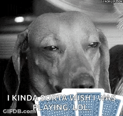 Black And White Dog Holding Playing Cards GIF