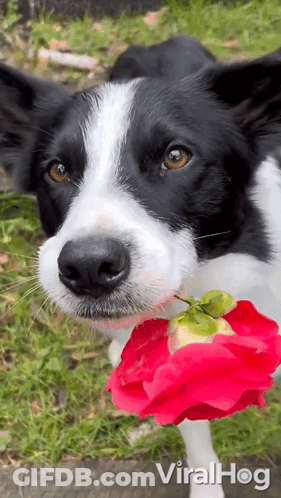 Black And White Dog Holding Rose GIF