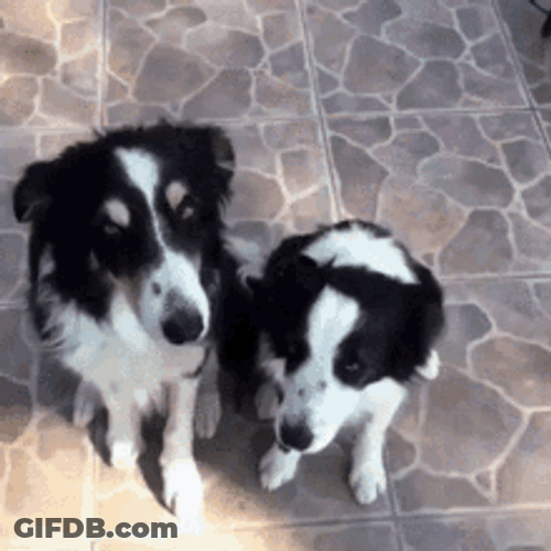 Black And White Dog Hug GIF