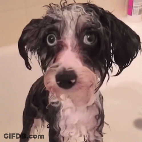 Black And White Dog In Bathtub With Soap GIF
