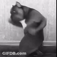 Black And White Dog In Front Of Window GIF