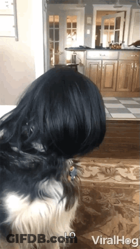 Black And White Dog In Kitchen Saying Lo Viralhog GIF