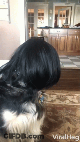 Black And White Dog In Kitchen Viralhog GIF