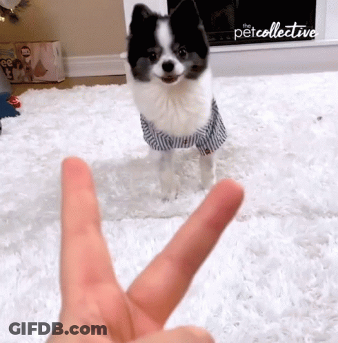 Black And White Dog In Striped Shirt By Fireplace Petcollective GIF