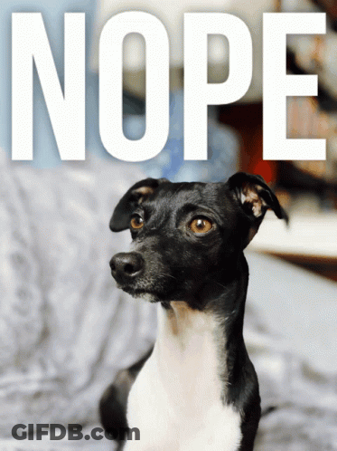Black And White Dog Laying On Bed Nope GIF