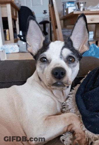 Black And White Dog Laying On Couch GIF