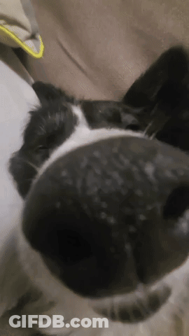 Black And White Dog Laying On Couch GIF