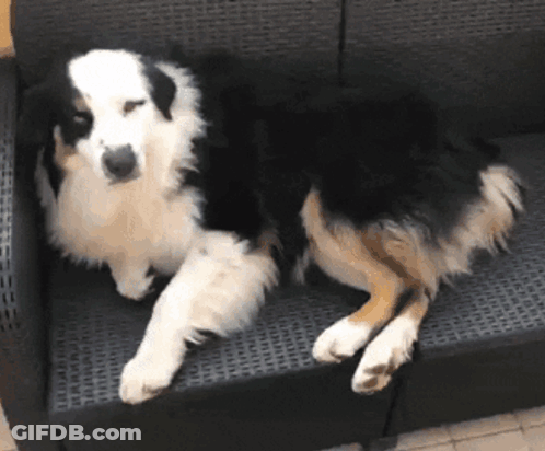 Black And White Dog Laying On Couch GIF