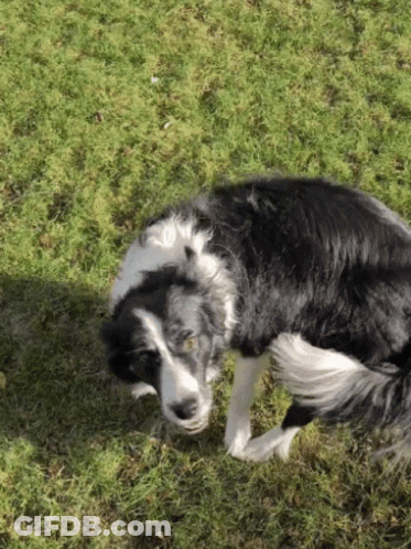 Black And White Dog Laying On Grass GIF