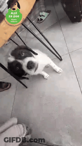 Black And White Dog Laying On Tiled Floor Next To Table With Green Label Saying Azil Za Pse GIF