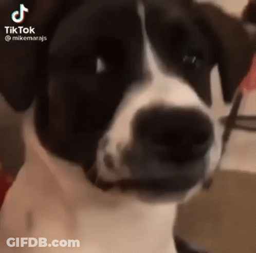 Black And White Dog Looking At Camera Making A Face GIF