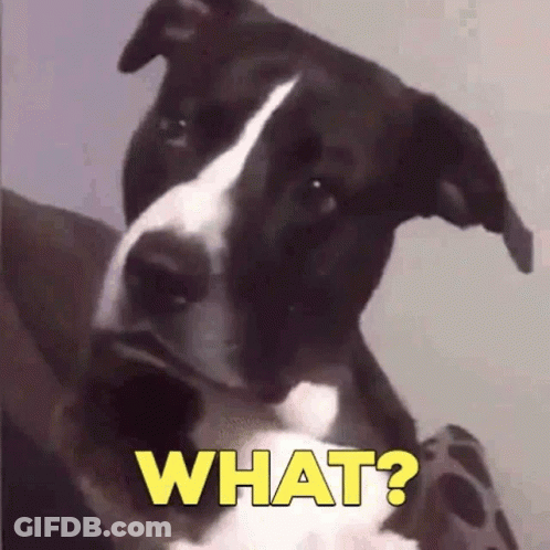 Black And White Dog Looking At Camera Saying What GIF