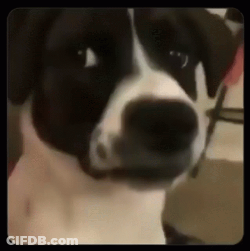 Black And White Dog Looking At Camera Seriously GIF