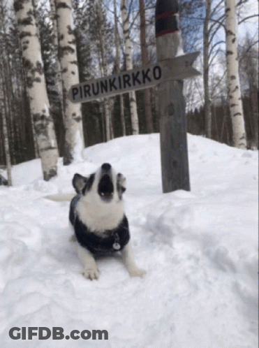 Black And White Dog Lying In Snow Pirunkirkko GIF