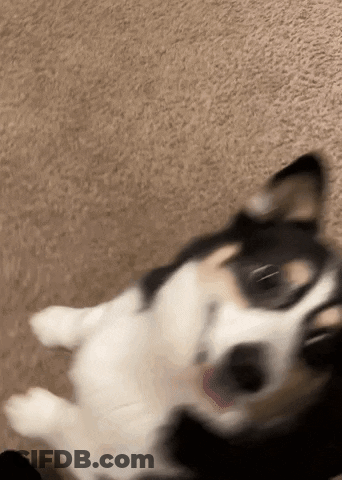 Black And White Dog Lying On Back GIF