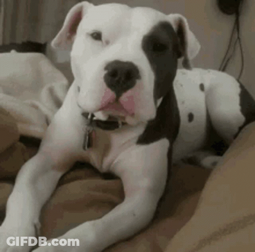 Black And White Dog Lying On Bed GIF