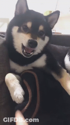 Black And White Dog Lying On Couch GIF