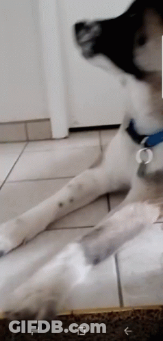 Black And White Dog Lying On Floor GIF