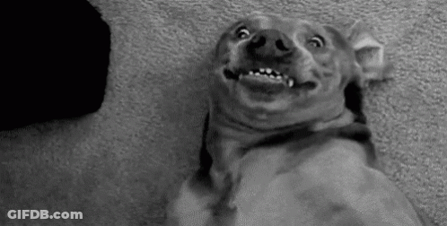 Black And White Dog Making Funny Face Looking Up GIF