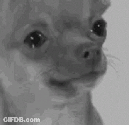 Black And White Dog Making Funny Face GIF
