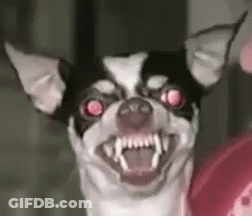 Black And White Dog Making Funny Face GIF