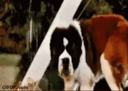 Black And White Dog Next To Brown Dog GIF