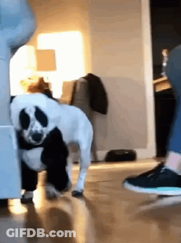 Black And White Dog Next To Person's Feet GIF