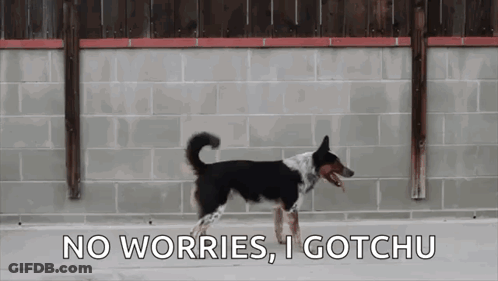 Black And White Dog No Worries I Gotchu GIF