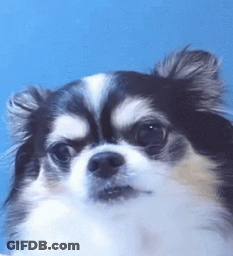 Black And White Dog On Blue Background Looking At Camera GIF