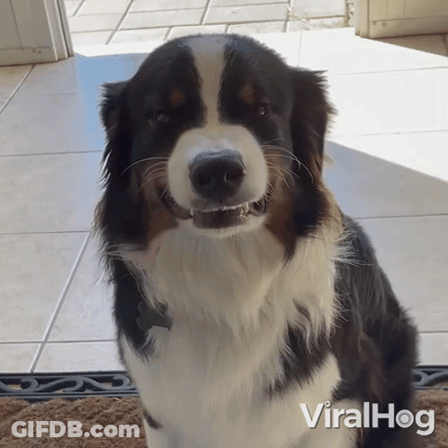Black And White Dog On Viralhog Door Mat GIF
