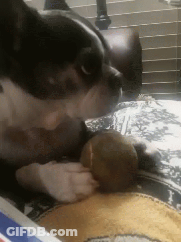 Black And White Dog Playing With Ball On Bed GIF