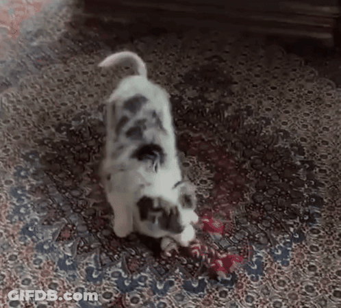 Black And White Dog Playing With Red Toy On Rug GIF