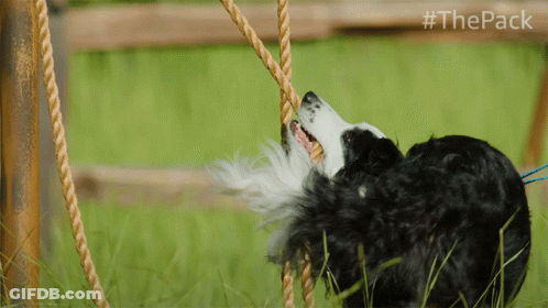 Black And White Dog Playing With Rope #Thepack GIF