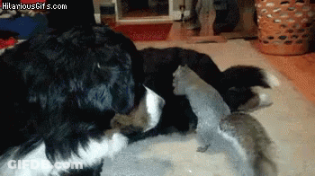 Black And White Dog Playing With Squirrel GIF