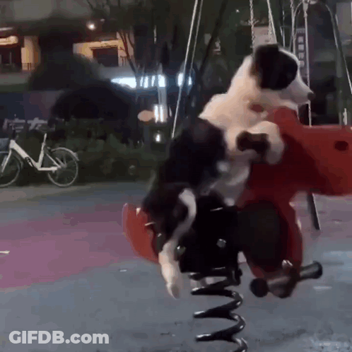 Black And White Dog Riding Red And White Spring Ride GIF