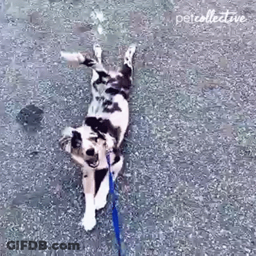 Black And White Dog Rolling On Back On Leash GIF