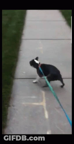 Black And White Dog Running On Leash GIF