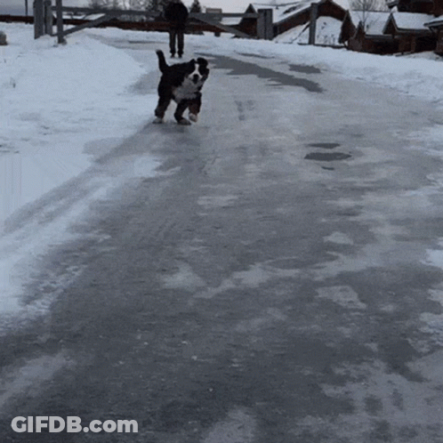 Black And White Dog Running Snow Road GIF