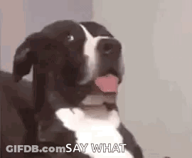 Black And White Dog Saying Say What GIF