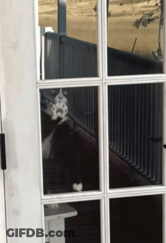 Black And White Dog Sitting Behind Glass Door GIF