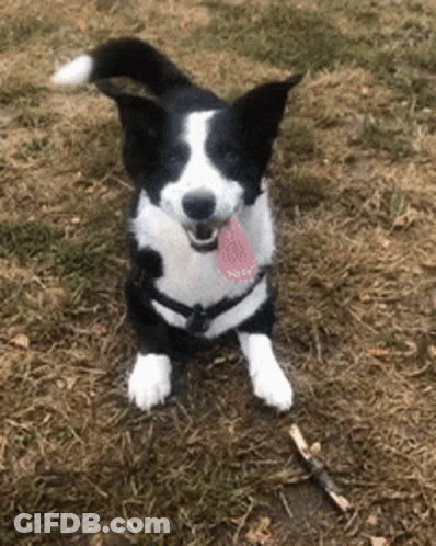 Black And White Dog Sitting In Grass With Tongue Out GIF