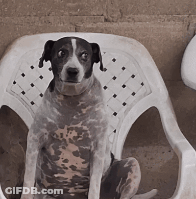 Black And White Dog Sitting In Plastic Chair GIF