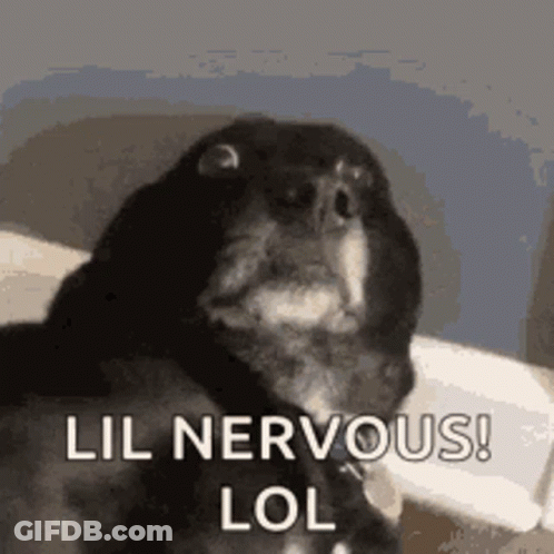 Black And White Dog Sitting On Bed Lil Nervous Lol GIF