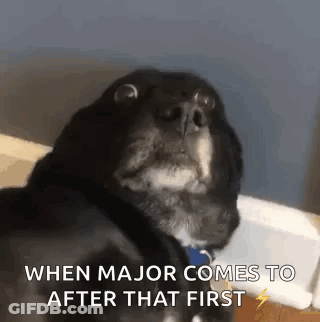 Black And White Dog Sitting On Bed Looking At Camera GIF