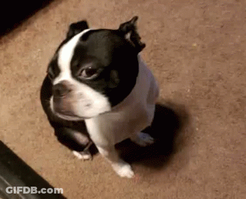 Black And White Dog Sitting On Carpet Looking Up GIF