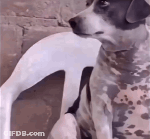 Black And White Dog Sitting On Chair Looking At Camera GIF