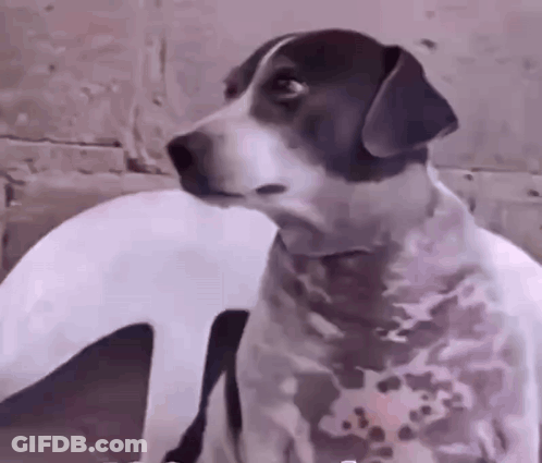 Black And White Dog Sitting On Chair Looking At Camera GIF