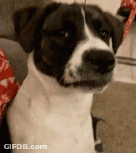 Black And White Dog Sitting On Couch GIF